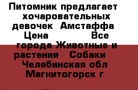 Питомник предлагает 2-хочаровательных девочек  Амстаффа › Цена ­ 25 000 - Все города Животные и растения » Собаки   . Челябинская обл.,Магнитогорск г.